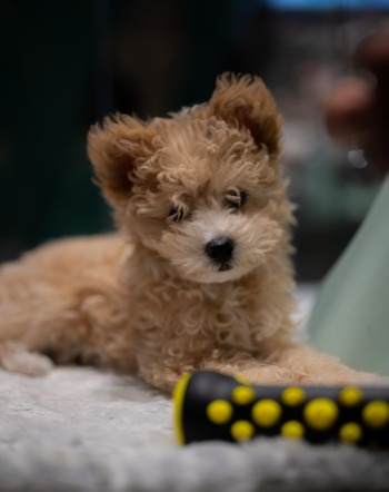 Pomapoo Puppy For Sale - Simply Southern Pups